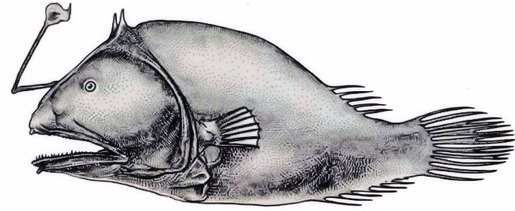 Dolopichthys longicornis_0001.jpg